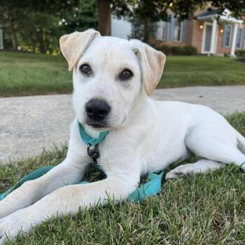 Jasper -  Labrador Retriever and Mixed Breed Dog for Adoption in Phoenix, Maryland - Jasper | PetCurious