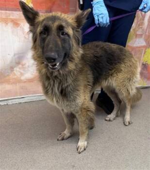 BELLE -  German Shepherd Dog and Mixed Breed Dog for Adoption in San Bernardino, California - BELLE | PetCurious