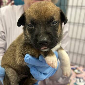 Mixed Breed Dogs Available for Adoption in Wheeling, Illinois - Crouton | PetCurious