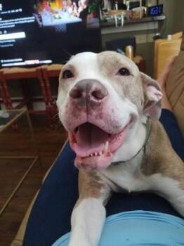 Lydia -  Mixed Breed Dog for Adoption in Atlanta, Georgia - Lydia | PetCurious