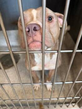 FERN -  American Staffordshire Terrier Dog for Adoption in Tallahassee, Florida - FERN | PetCurious