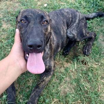 Nola -  Pit Bull Terrier and Shepherd Dog for Adoption in Springdale, Arkansas - Nola | PetCurious