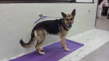 German Shepherd Dog Dogs Available for Adoption in Houston, Texas - FELIPE | PetCurious