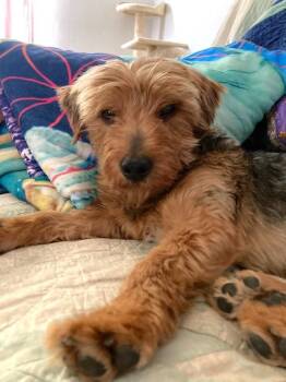 Rescue Yorkshire Terrier and Dachshund Dogs for Adoption in New Albany, Ohio - Leroy | PetCurious