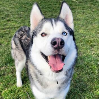 Mixed Breed Dogs Available for Adoption in Medford, Oregon - Chance | PetCurious