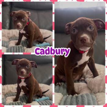Cadbury -  Labrador Retriever and Pit Bull Terrier Dog for Adoption in Ringwood, New Jersey - Cadbury | PetCurious