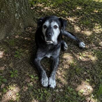 Hero -  Black Labrador Retriever Dog for Adoption in Springfield, Missouri - Hero | PetCurious