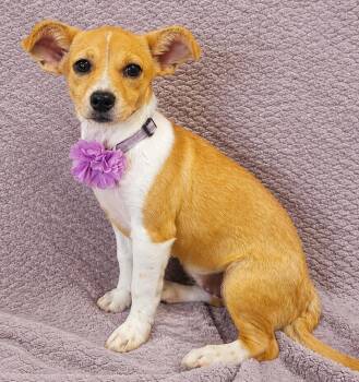 Scarlett -  Chiweenie Dog for Adoption in Lodi, California - Scarlett | PetCurious