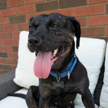 Mishka -  Mixed Breed Dog for Adoption in Oakville, Ontario - Mishka | PetCurious