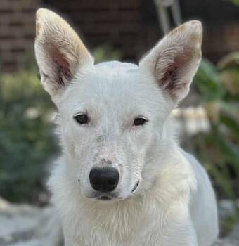Rescue Canaan Dog and Akbash Dogs for Adoption in Boerne, Texas - Dove | PetCurious