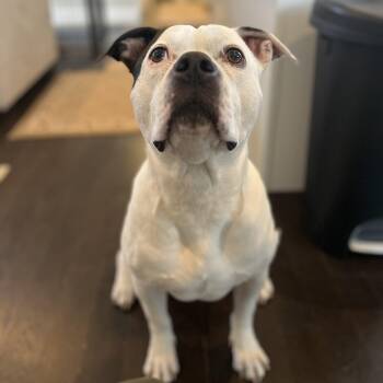 Strider -  Pit Bull Terrier Dog for Adoption in Chelmsford, Massachusetts - Strider | PetCurious