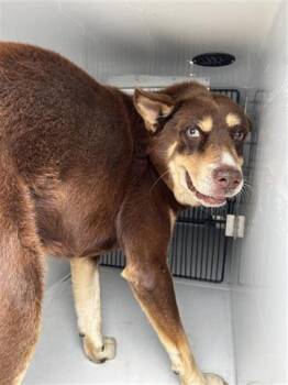 Siberian Husky and Mixed Breed Dogs Available for Adoption in Houston, Texas - A655594 | PetCurious
