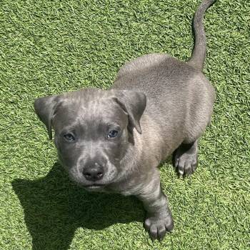 Black Labrador Retriever Dogs Available for Adoption in Loxahatchee Groves, Florida - Shamrock 0476 | PetCurious