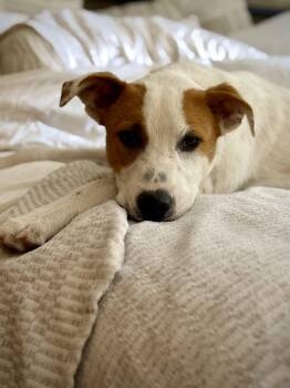 Flapjack -  Australian Cattle Dog Blue Heeler and Pit Bull Terrier Dog for Adoption in Bend, Oregon - Flapjack | PetCurious