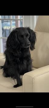 Rescue Spaniel Dogs for Adoption in Citrus Heights, California - Lorenzo - The Sweetest Boy | PetCurious