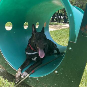 Rescue Dutch Shepherd Dogs for Adoption in Homestead, Florida - Milo | PetCurious