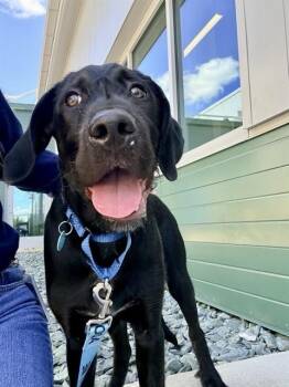 BLINKER -  Labrador Retriever and Mixed Breed Dog for Adoption in Leesburg, Virginia - BLINKER | PetCurious