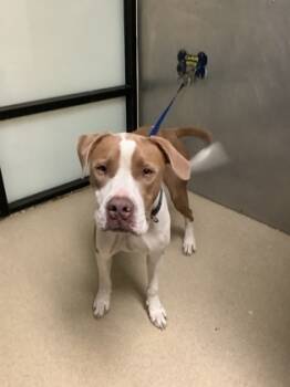 Rescue Pit Bull Terrier and Mixed Breed Dogs for Adoption in Fort Worth, Texas - King | PetCurious