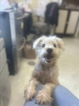 Rescue Schnauzer Dogs for Adoption in Santa Cruz, California - MISSY | PetCurious