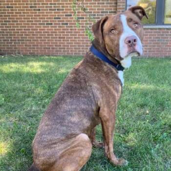 Diesel -  Pit Bull Terrier and American Staffordshire Terrier Dog for Adoption - Diesel | PetCurious