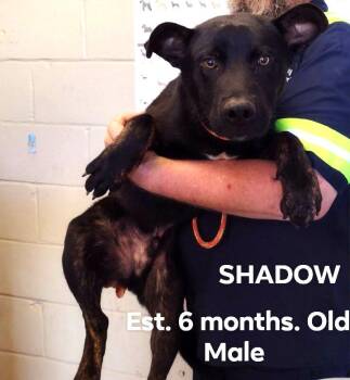 Shadow 6 Month Old German Shep mix in Kill shelter. Can you Fost -  German Shepherd Dog Dog for Adoption in Charlottesville, Virginia - Shadow 6 Month Old German Shep Mix In Kill Shelter. Can You Fost | PetCurious