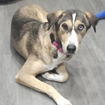 Thumper -  Catahoula Leopard Dog and Mixed Breed Dog for Adoption in Corpus Christi, Texas - Thumper | PetCurious