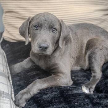 Bama -  Labrador Retriever and Mixed Breed Dog for Adoption in Pawling, New York - Bama | PetCurious