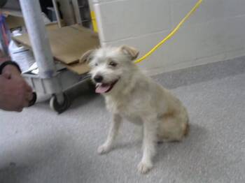 A187074 -  Border Terrier and Mixed Breed Dog for Adoption in Pasadena, Texas - A187074 | PetCurious