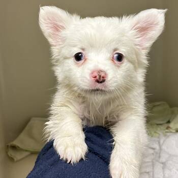 72429 -  Papillon Dog for Adoption in Harrisonburg, Virginia - 72429 | PetCurious