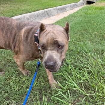 Sandy -  Cane Corso Dog for Adoption in Montgomery, Texas - Sandy | PetCurious