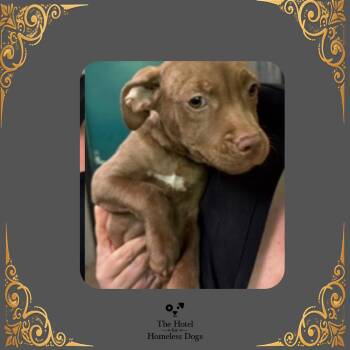 Frodo -  Terrier and Mixed Breed Dog for Adoption in Cumberland, Rhode Island - Frodo | PetCurious