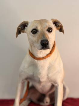 Havarti -  Jack Russell Terrier Dog for Adoption in Meherrin, Virginia - Havarti | PetCurious