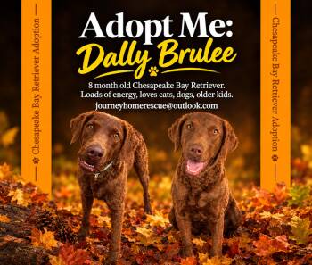 Dally Brulee -  Chesapeake Bay Retriever Dog for Adoption in East Wenatchee, Washington - Dally Brulee | PetCurious