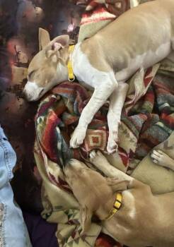 JUNO -  Pit Bull Terrier Dog for Adoption in Broomfield, Colorado - JUNO | PetCurious