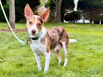 Chai -  Australian Shepherd and Mixed Breed Dog for Adoption in Lindenhurst, New York - Chai | PetCurious