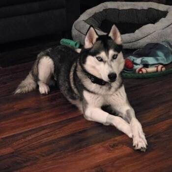 Siberian Husky Dogs Available for Adoption - Siren | PetCurious