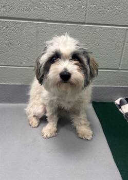 Shih Tzu and Mixed Breed Dogs Available for Adoption in Geneva, Illinois - STEWART | PetCurious