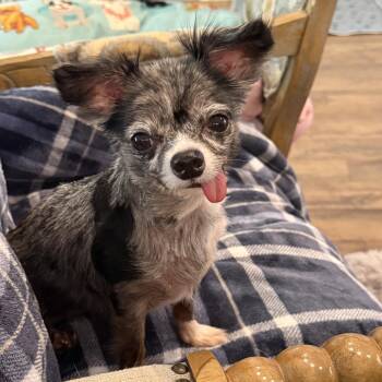 Jellybean -  Chihuahua Dog for Adoption in Bradenton, Florida - Jellybean | PetCurious