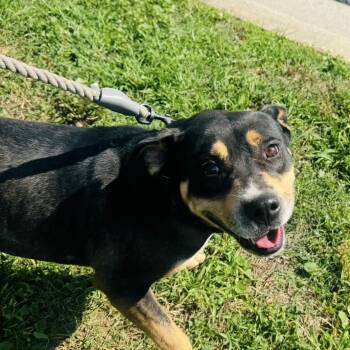 Sasha -  Rottweiler and Labrador Retriever Dog for Adoption in Cumming, Georgia - Sasha | PetCurious