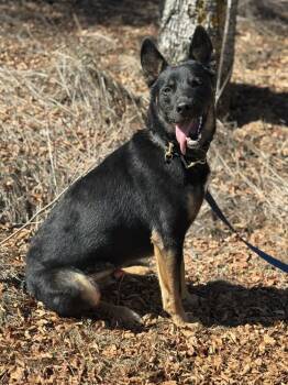 Rescue German Shepherd Dog and American Staffordshire Terrier Dogs for Adoption in Shingle Springs, California - Bowie | PetCurious