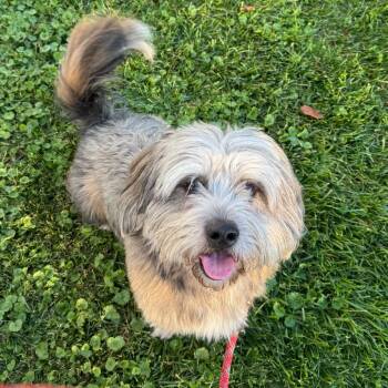 Edgar - In Foster to Adopt -  Mixed Breed Dog for Adoption in Naperville, Illinois - Edgar - In Foster To Adopt | PetCurious