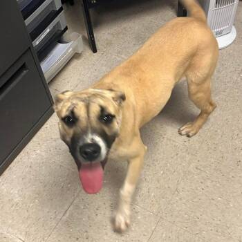 Ella -  Labrador Retriever Dog for Adoption in Greenville, South Carolina - Ella | PetCurious