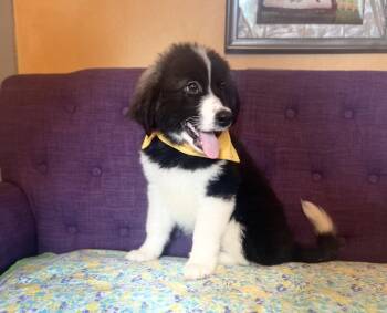 Asher Lonestar -  Great Pyrenees Dog for Adoption in Rockaway, New Jersey - Asher Lonestar | PetCurious