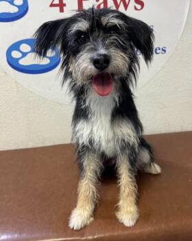 Peach -  Terrier Dog for Adoption in Las Vegas, Nevada - Peach | PetCurious