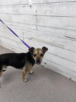 GAEL -  Chihuahua and Mixed Breed Dog for Adoption in San Bernardino, California - GAEL | PetCurious