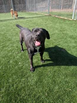 Mixed Breed Dogs Available for Adoption - Millie | PetCurious