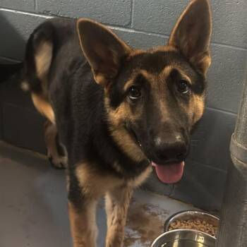 Bellatrix -  German Shepherd Dog Dog for Adoption in Gadsden, Alabama - Bellatrix | PetCurious