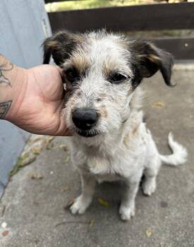 Rescue Jack Russell Terrier Dogs for Adoption in Rialto, California - Penelope | PetCurious