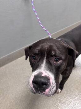 KANE -  Pit Bull Terrier Dog for Adoption in Las Vegas, Nevada - KANE | PetCurious