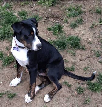 Joey Puppy -  Labrador Retriever and Australian Shepherd Dog for Adoption in Cuyahoga Falls, Ohio - Joey Puppy | PetCurious